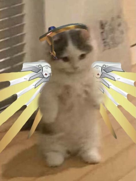 Standing Cat Pfp Overwatch, Mercy Cat Pfp, Overwatch Reaction Pics, Mercy Over Watch 2, Overwatch Cat Icon, Cat Overwatch, Overwatch Cats, Cat Standing, Overwatch Funny