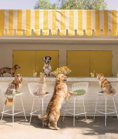 Gray Malin Photography, The Dog Star, Pet Brand, Parker Palm Springs, Dog Cafe, Gray Malin, Dog Artwork, Lemonade Stand, Therapy Dogs