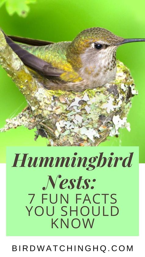 Humming Bird Nests, Hummingbird Bird House, Hummingbird Nesting Material, How To Build A Hummingbird House, How To Make A Hummingbird House, Hummingbird House Diy How To Make, Humming Bird Houses Diy, Diy Hummingbird House, Hummingbird House Diy