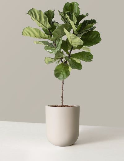 Ficus Tree Indoor Living Rooms, Tall House Plants Indoor, Fiddle Leaf Fig Tree Indoor, Plant Living Room Decor, Plant Interiors, Plants For Bedroom, Accent Plants, Vintage Plants, Fiddle Leaf Tree