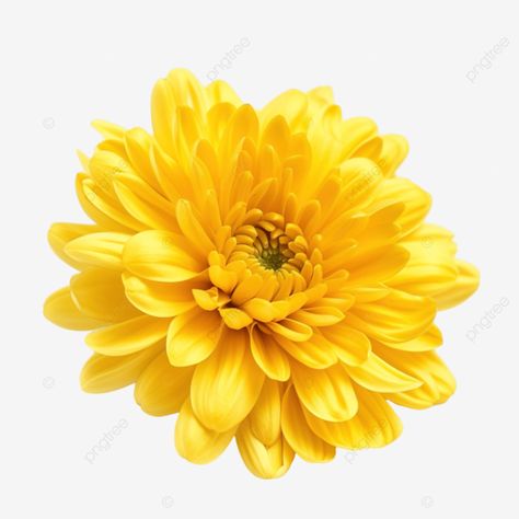 yellow chrysanthemum flower Chrysanthemums Aesthetic, Bells Aesthetic, Yellow Flowers Aesthetic, Flower Chrysanthemum, Flower Transparent, Yellow Chrysanthemum, Flower Yellow, Chrysanthemum Flower, Transparent Image