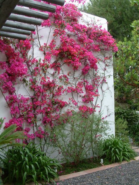 Mediterranean Balcony Plants, San Diego Red Bougainvillea, Pink Gardens Landscapes, Bougainvillea Entryway, Bougainvillea On Wall, Bouganvilla Pergola, Bourgainvilier Flower, Pergola Bougainvillea, Climbing Bougainvillea Trellis