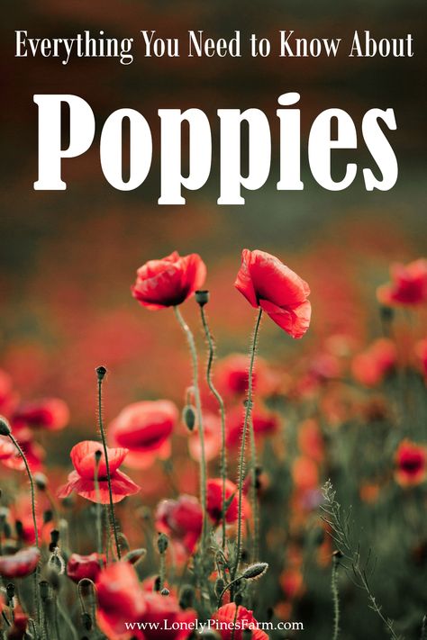 Poppy Garden Bed, Poppy Companion Plants, Poppy Varieties, Wedding Decorations Garden, Poppy Flower Garden, Planting Poppy Seeds, Poppy Plant, Poppy Flower Seeds, Growing Poppies