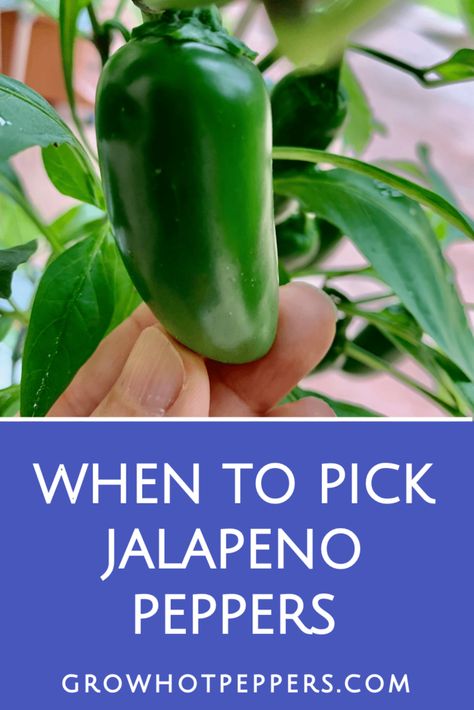 Picking Jalapeno Peppers, When To Harvest Peppers, When To Pick Jalapeno Peppers, Harvesting Jalapeno Peppers, What To Do With Jalapenos From Garden, Growing Jalapenos, Jalapeno Plant, Hot Peppers Plants, Growing Hot Pepper