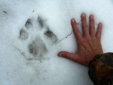 OutdoorHub Quiz: Can You Identify These Animal Tracks? Howleen Wolf, Frank Zhang, Yennefer Of Vengerberg, Catty Noir, The Adventure Zone, Kuroo Tetsurou, House Stark, She Wolf, Elk Hunting