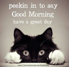 Great Day Quotes, Funny Good Morning Messages, Good Morning Cat, Say Good Morning, Good Morning Quotes For Him, Good Morning Funny Pictures, Morning Cat, Morning Quotes For Him, Funny Good Morning Quotes