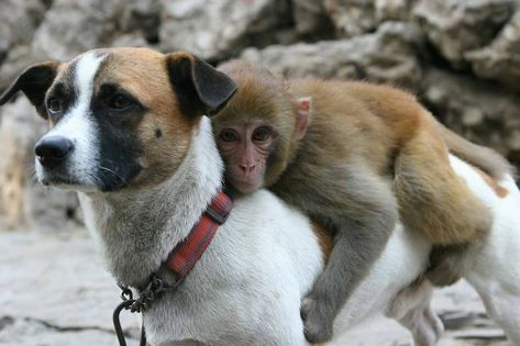 Orphaned Animals Who Were Adopted By A Different Species - The Dodo Unusual Animal Friendships, Animal Help, Odd Couples, Animals Friendship, Cool Animals, Unusual Animals, Dachshund Puppies, Opposites Attract, Dachshund Puppy