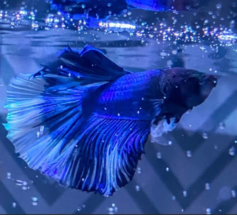 #HalfmoonBeta #beta #fish Beta Fish Aesthetic, Blue Beta Fish, Anime Char, Pretty Fish, Water Creatures, Beta Fish, Blue Pictures, Princess Luna, Phil Lester