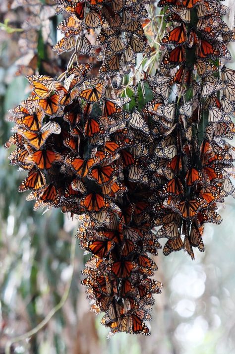 monarch butterflies  I have been to CA groves @ Pacific Grove & Pismo Beach Monarch Butterfly Migration, Monarch Butterfly Garden, Butterfly Monarch, Butterfly Migration, Michoacan Mexico, Umbrella Decorations, Wild Moon, Monarch Butterflies, Pacific Grove