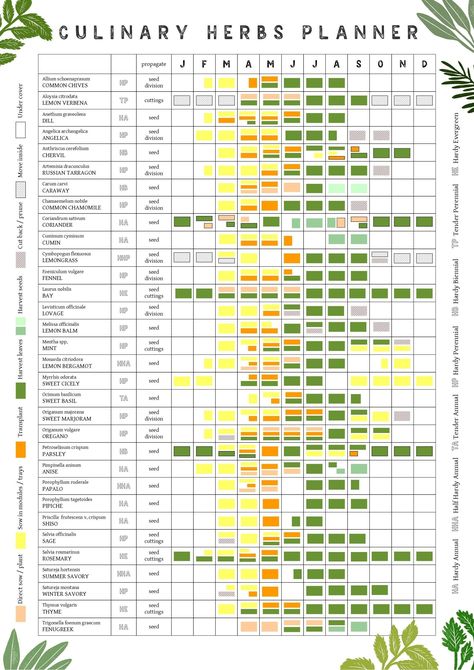 A3 Culinary Herbs Growing Planner // Allotment and Garden Calendar // Planting and Harvesting Year Poster - Etsy Australia Herb Planting Calendar, Allotment Planner, Icon Reference, Growing Calendar, Herbs Growing, Colour Poster, Mid Wales, Planting Calendar, Year Poster