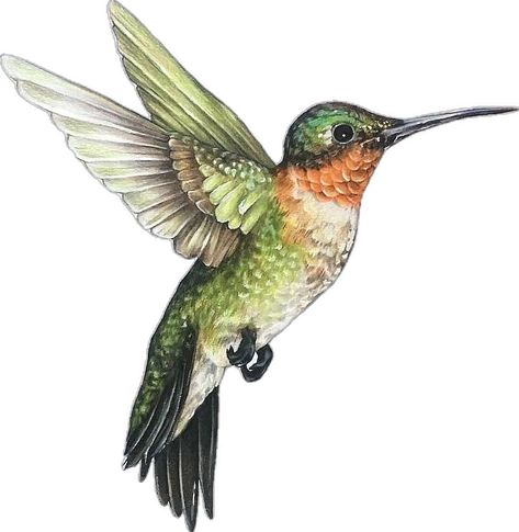 Add On Tattoo Ideas, Hummingbird Art Watercolor, Paint Calendar, Hummingbird Illustration, Hummingbird Drawing, On Tattoo, Birds And Bees, Hummingbird Art, Watercolor Birds