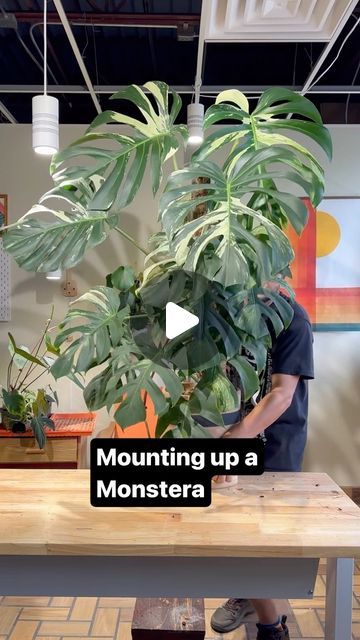 Tyler Cichonski on Instagram: "I’m very excited to share part of a project I’ve been working on since November. This Monstera mint and 3 other towers will be on display starting next month. Stay tuned for more details. This design is a working prototype that I’ll be adapting for production in the fall. I built it extra strong to support my biggest plants. I left the vertical supports raw so that the roots will latch onto them. The combo of raw wood + a clear moss pole has been giving me better results than either alone. It makes sense considering these climb on trees. #plants #monstera #monsteramint #aroids #houseplants #plantsofinstagram" Climbing Monstera Plant, Monstera Climbing Wall, Monstera Plant Stand, Large Monstera Plant, Monstera Plant Support, Plants Monstera, Moss Pole, Tall Planters, Big Plants