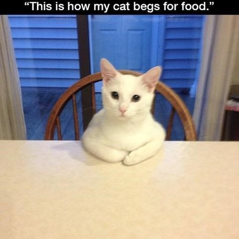 This Cat Doesn't Beg, He Negotiates Funny Animal Pictures, Koci Humor, Cat Club, Funny Cat Memes, Funny Animal Memes, Cat Sitting, Funny Cat Videos, Animal Quotes, Cat Gif