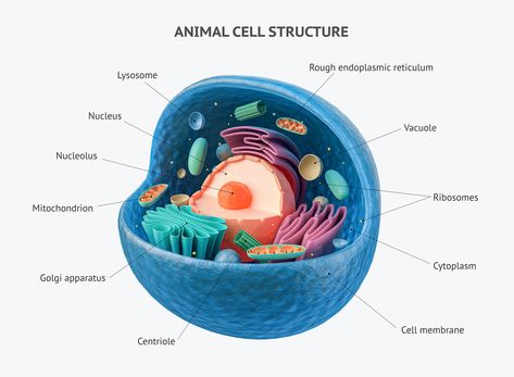 Animal Cell Organelles, Animal Cell Structure, Prokaryotic Cell, Cell Organelles, School Biology, Eukaryotic Cell, Dna Replication, Cell Model, Animal Cell