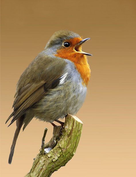 Singing robin., via Flickr. Birds Watercolor, European Robin, Facebook Icons, British Birds, Robin Bird, Kinds Of Birds, Airbrush Art, Bird Pictures, Bird Drawings