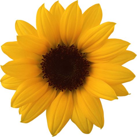 Aesthetic Transparent, Aesthetic Sunflower, Sunflower Aesthetic, Sunflower Images, Planting Sunflowers, Png Aesthetic, Sunflower Png, Widescreen Wallpaper, Yellow Sunflower