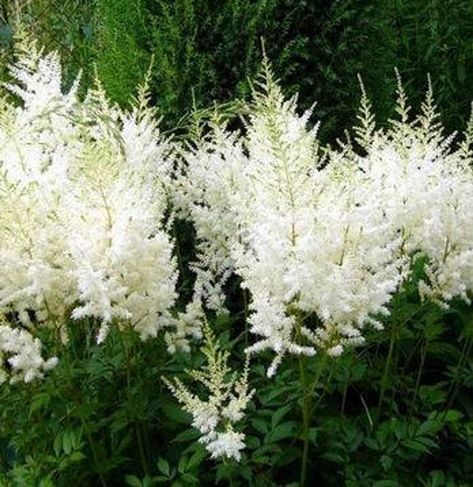 Rare Beautiful White Astilbe Chinensis 50 Seeds false spirea | Etsy Astilbe Chinensis, Astilbe Flower, False Spirea, White Astilbe, Digging Dogs, White Flowers Garden, White Flower Garden, Dog Nursery, White Plants