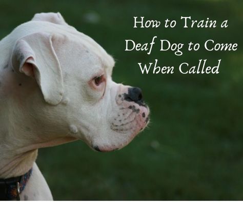 Training a deaf dog to come when called is fundamental. Learn about effective methods and strategies to train a deaf dog "recall" along with important management solutions to protect your deaf dog from any lurking dangers. Deaf Dog Training, Dog Recall, Cool Dog Collars, Deaf Dog, Dog Behavior Training, Old Dog, Puppy Stuff, Dog Tips, Dog Search