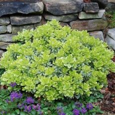 Low Growing Shrubs for Almost Any Area! – The Home & Garden Center Small Plants For Landscaping Front Yards, Small Patch Landscape Ideas, Low Growing Evergreens, Accent Shrubs Front Yards, Tiny Landscape Ideas, Low Growing Plants For Front Of House, Green Shrubs In Front Of House, Shrubs Around House, Shrubs For Backyard Landscaping