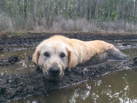 Golden Retriever's Epic Roll in the Mud Is the Gift That Keeps on Giving - Parade Pets Muddy Paws, Golden Retriever Puppy, Dog Parents, Dog Walker, Happy Dogs, Cute Funny Animals, Golden Retriever, Funny Animals, Life Is Good