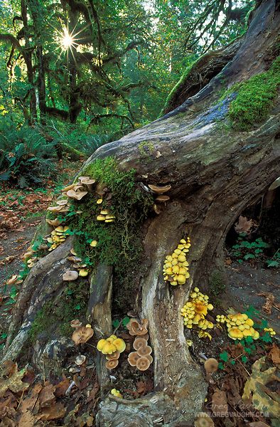 The Great Outdoors, Nature, Hall Of Mosses, Hoh Rainforest, Oregon Garden, Olympic National Park Washington, Autumn Rain, Olympic National Park, Tree Roots