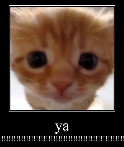 ya!!!!!!!!!!!!!!!!!!!!!!!!!!!!!!!!!! Silly Cats Pictures, Silly Animals, Silly Cats, Orange Cat, Cat Gif, 귀여운 동물, Cat Photo, Cat Pics, Reaction Pictures