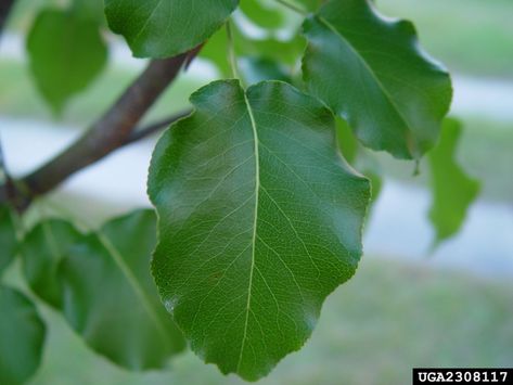 Callery pear leaf (Bradford pear) (Pyrus calleryana ) foliage. It is by Chuck Bargeron at University of Georgia. Bradford Pear Tree Tattoo, Cleveland Ornamental Pear Tree, Callery Pear Tree, Pear Blossom Illustration, Common Garden Weeds, Pear Varieties, Bradford Pear Tree, Tree Removal Service, Identify Plant