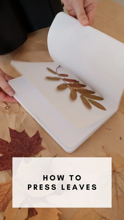 A Guide to Preserving Fall: How to Press Leaves - Rooted Wings Co How To Press Leaves Wax Paper, How To Press Leaves Diy, Pressed Ginkgo Leaves, Press Leaves Diy, Preserved Leaf Art, Pressing Fall Leaves, Drying Leaves For Crafts, Making Art With Leaves, Real Leaves Crafts