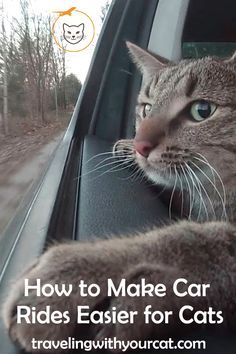 Traveling With Pets In Car, Moving With Cats, Traveling By Car, Camping With Cats, Adventure Cat, Cat Info, Cat Hacks, Cat Care Tips, Kitten Care