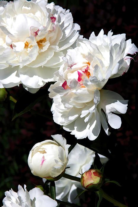 Brian Davis, The Photograph, Cactus Y Suculentas, White Peonies, Gardening Supplies, Arte Floral, Love Flowers, Pretty Flowers, Floral Painting