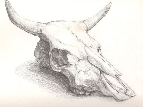 cattle skull drawing Cow Skull Art Drawing, Buffalo Skull Drawing, Animal Skull Painting, Bull Skull Drawing, Longhorn Skull Drawing, Queen Sketch, Animal Skull Drawing, Skulls Animal, Longhorn Tattoo