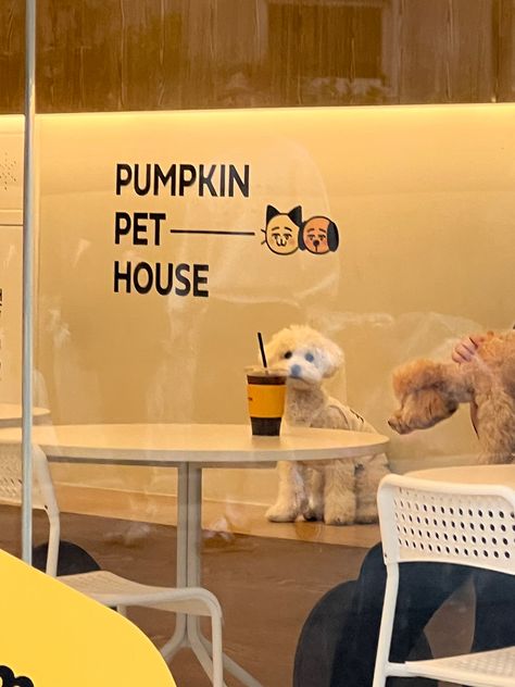 Dog Cafe Korea, Dog Cafe Aesthetic, Cafe Aesthetic Korean, Cafe In Korea, Cafe Designs, Pet Cafe, Korean Cafe, Dog Cafe, Korean Dog