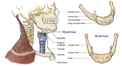 Hyoid bone and related muscles and ligaments | RANZCRPart1 Wiki | Fandom powered by Wikia Hyoid Bone Anatomy, Hyoid Bone, Neck Muscle Anatomy, Anime Bodies, Neck Anatomy, Axial Skeleton, Anatomy Notes, Bone Drawing, Paranasal Sinuses