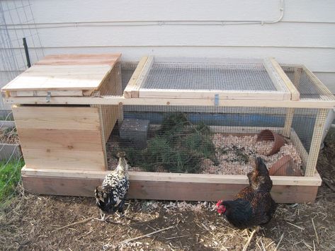 Quail Coop Ideas, Quail Coop Ideas Diy, Quail Housing, Quail Keeping, Quail Pen, Quail House, Button Quail, Quail Coop, Backyard Coop