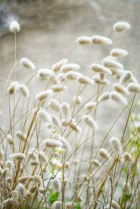 Bunny Tail, The Fence, Amazing Gardens, Plants