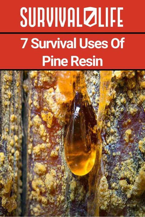 Pine Tree Uses, Tree Resin Uses, Survival Bushcraft, Pine Sap Uses, Pine Resin Uses, Pine Needles Witchcraft Uses, Pine Tree Sap Uses, Pine Resin, How To Harvest Pine Resin