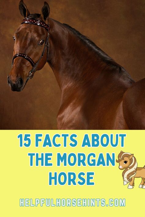 The Morgan horse has more than earned its place in equine history and it is a breed that every equestrian should at least be familiar with. Morgan horses are compact horses that are adaptable and easy to train. Morgan horses are historical horses that made their mark in history and simply refuse to go to greener pastures. Here are several facts about the Morgan horse that you need to know. #breed #black #colors #palomino #arthur #helpfulhorsehints Morgan Horse Colors, Common Horse Breeds, Morgan Horses, Horse Information, Horse Breeder, Morgan Horse, Eventing Horses, Harness Racing, American Quarter Horse