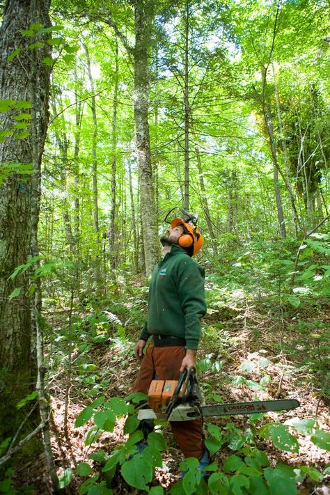 contemporary community forest movement Forest Conservation, Water Conservation, Scenic Routes, Outdoor Recreation, Clean Water, Hampshire, New Hampshire, The Expanse, Small Towns