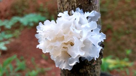 White Fungus: Benefits, Uses, and What to Know Skin Fungus, Mushroom Benefits, Gastrointestinal Disease, Chai Recipe, Slime Mould, Edible Mushrooms, Wild Edibles, Natural Preservatives, Healthy Routine