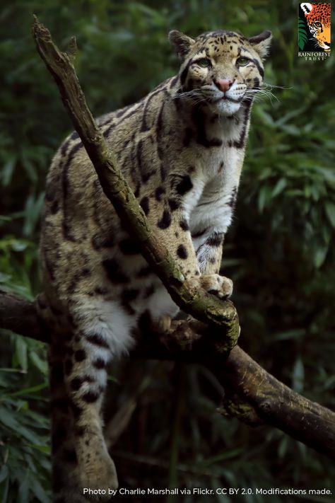 Clouded Leopards have the some of the longest canine teeth, relative to body size, of any feline! Their 2-inch-long canines are the same size as a tiger's, even though a tiger is 10 times larger in body size! These huge teeth may be an adaption to holding onto prey caught in the trees, which is a more difficult feat than catching it on the ground. Trees, Animals, Snow Leopard, Cloud Leopard, Clouded Leopard, Wild Cats, A Cat, Panther