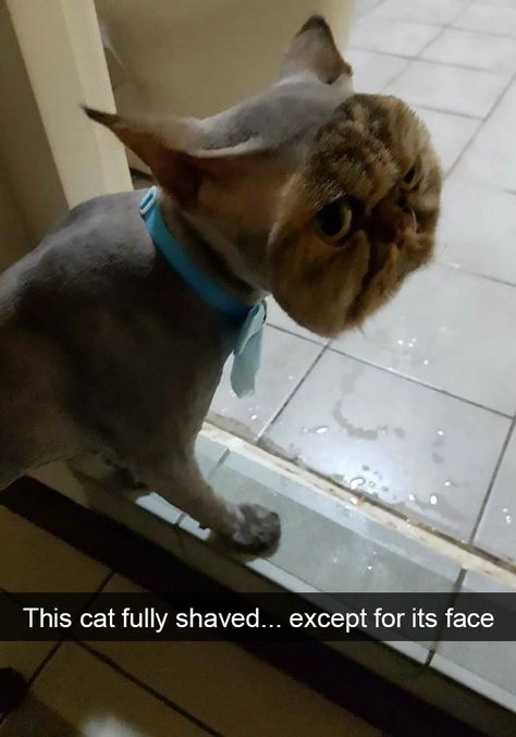 Shaved Cat, Wojskowy Humor, Cat Quotes Funny, Cat Quotes, Funny Cat Memes, Funny Cat Pictures, Cute Kittens, Funny Cat Videos, Silly Cats