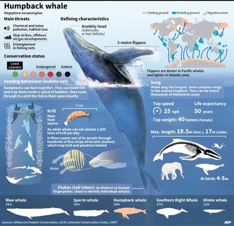 Humpback whale Fauna Marina, Marine Biologist, Marine Conservation, Oceanography, Oceans Of The World, Marine Mammals, Marine Biology, Animal Facts, Humpback Whale