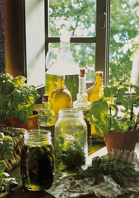 Plant Glass Jar, Herbs In Jars Aesthetic, Plants In Jars Aesthetic, Glass Jar Aesthetic, Windowsill Plants Aesthetic, Plant Guy Aesthetic, Glass Jars Aesthetic, Plant Science Aesthetic, Bottles In Window