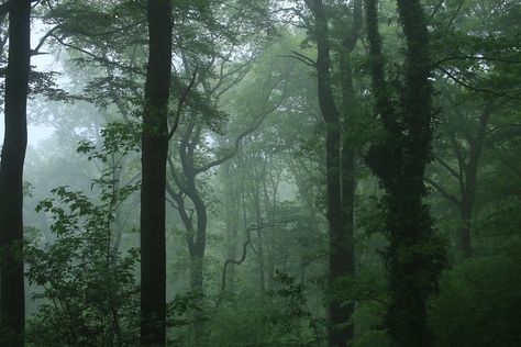 Wallpaper Aesthetic Nature, Dark Naturalism Aesthetic, Macbook Wallpaper Aesthetic, Photos Of Nature, Dark Naturalism, Halloween Wallpaper Iphone Backgrounds, Forest Walk, Unedited Photos, Foggy Day