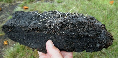 Peat beds around the world hold huge quantities of carbon and keep it from warming the planet. But rising temperatures and over-use could turn them from a brake on climate change into an accelerant. Peat Soil, Carbon Sink, Carbon Cycle, Earth Atmosphere, Soil Layers, Public Garden, Garden Tours, Organic Matter, Plant Growth