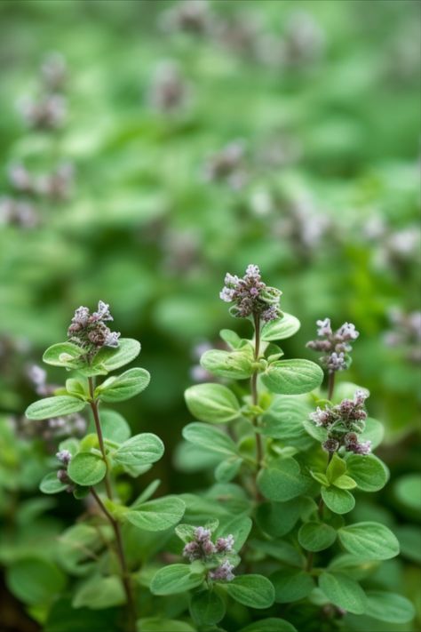 Photo of marjoram growing in a herb garden, with lush green leaves and flowers. The herb is surrounded by other plants and is in the sun. Marjoram Plant, Lady Aphrodite, Sweet Marjoram, Herb Gardens, Mediterranean Plants, Savory Dishes, Garden Plans, Aromatic Herbs, Herb Seeds