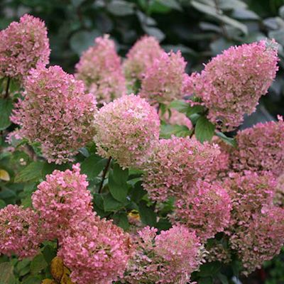 It's Showtime for Panicle Hydrangeas! | Grow Beautifully Hydrangea Paniculata Bobo, Panicle Hydrangea Landscaping, Bobo Hydrangea, Hardy Hydrangea, Rose Fertilizer, Hydrangea Landscaping, Plant Types, Edging Plants, Panicle Hydrangea