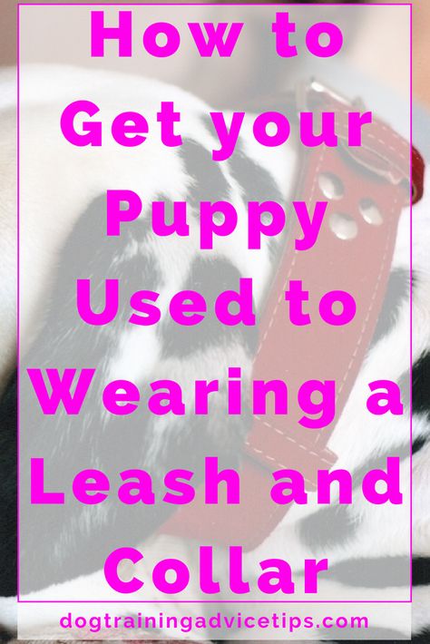 Lab Puppy Training, Leash And Collar, Easiest Dogs To Train, Puppy Collar, House Training Dogs, Dog Training Advice, Leash Training, Boutique Ideas, Dog Training Videos