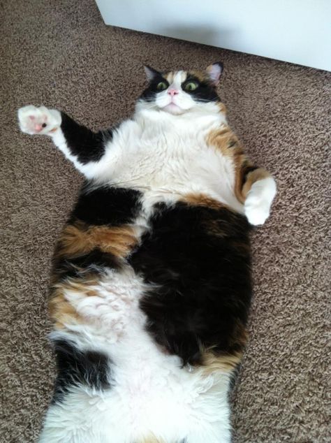 Big fat calico Fat Calico Cat, Fat Cat Pictures, Beautiful Cat Images, Manul Cat, Cute Fat Cats, Most Beautiful Cat, Beautiful Cats Pictures, Calico Cats, Wink Wink