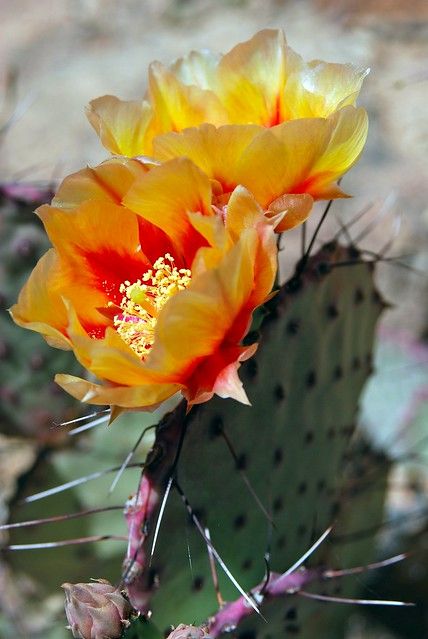 yellow and orange cactus blossoms | wplynn | Flickr Orange Cactus Flower, Yellow Cactus Flower, Arizona Flowers, Cactus Photos, Cactus Flower Painting, Cactus With Flowers, Cactus Photo, Yellow Cactus, Cactus Bloom